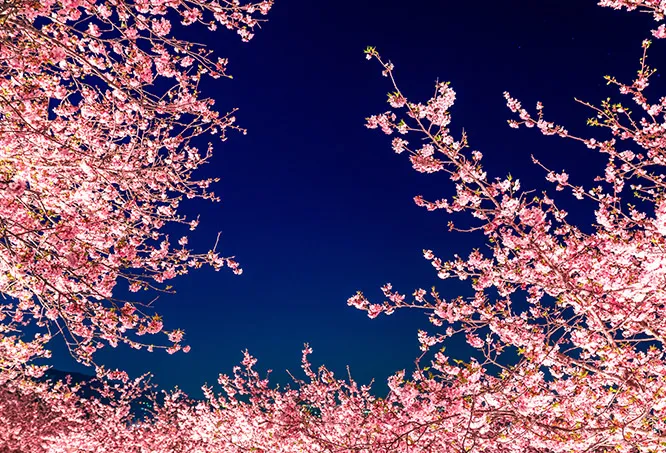 中央公園桜ライトアップ